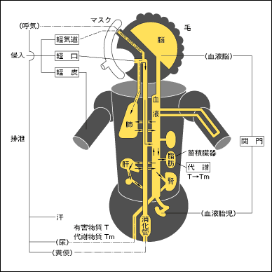 作業者の有機溶剤の吸収と排泄(Ogata,1987)