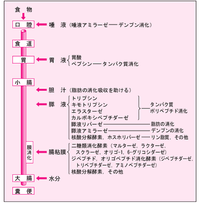 日本人のアルミニウム摂取状況と最近の研究 第1回